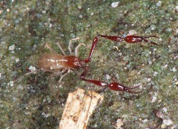 Media type: image;   Invertebrate Zoology 21577